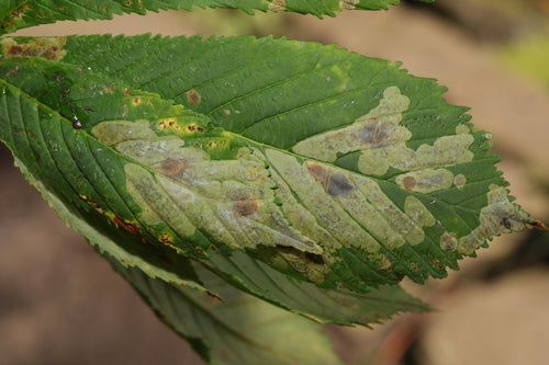 Minatore di foglie di castagno - Bild 4