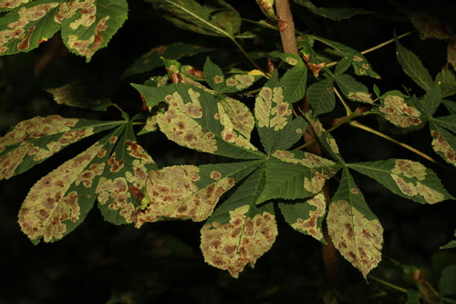 Minatore di foglie di castagno - Bild 5