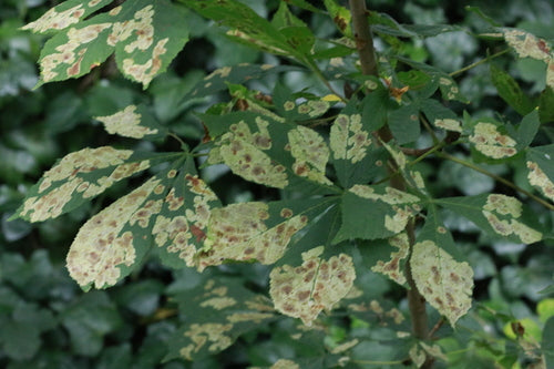 Minatore di foglie di castagno - Bild 6