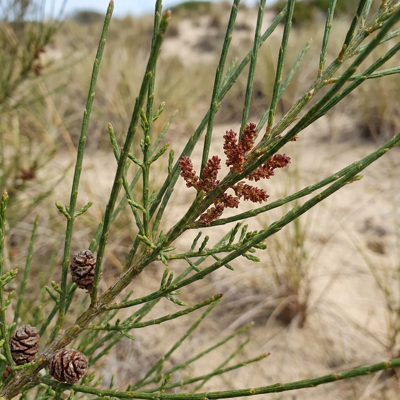 Albero di Casuarina