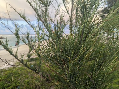 Albero di Casuarina — Bild 4
