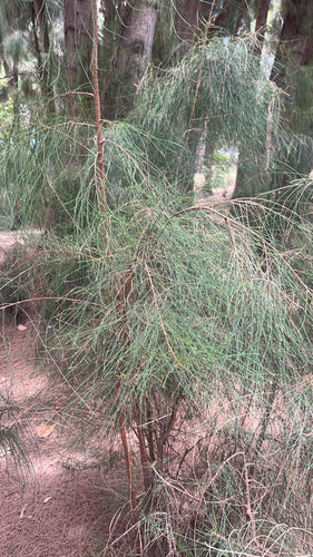 Albero di Casuarina — Bild 3