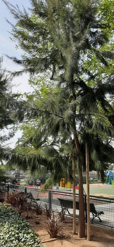 Albero di Casuarina — Bild 5