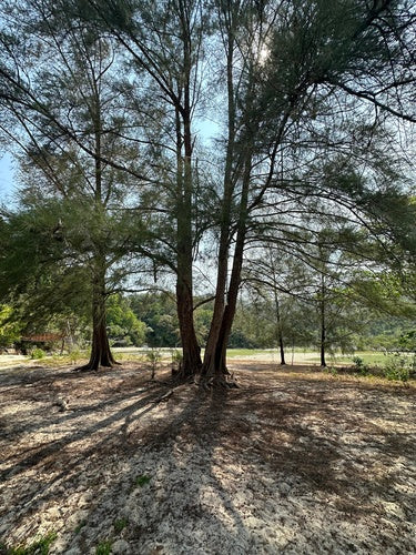 Albero di Casuarina — Bild 2
