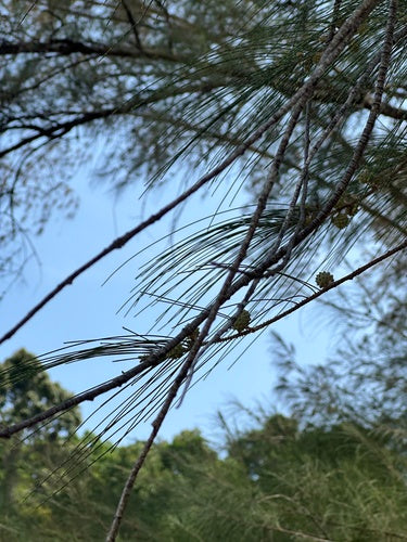 Albero di Casuarina — Bild 1