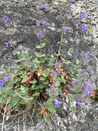 Katzenminze - Bild 3