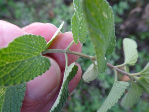 Erba gatta — Bild 4