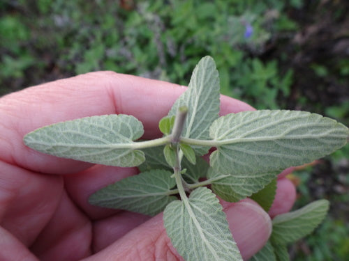 Erba gatta — Bild 2
