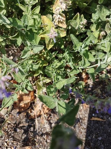 Katzenminze - Bild 2