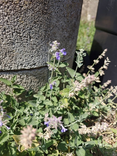 Katzenminze - Bild 1