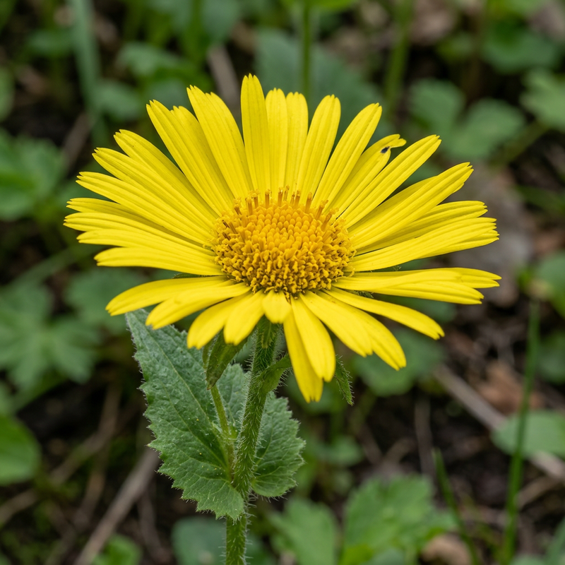 Kaukasus-Gämswurz (Doronicum orientale), illustrazione IA