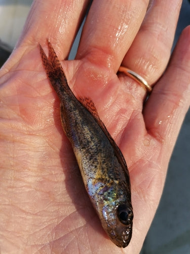 Pesce combattente — Bild 4