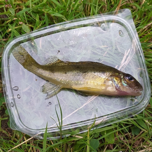 Pesce combattente — Bild 3