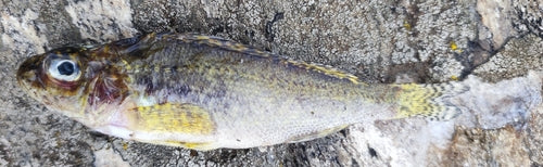 Pesce combattente — Bild 5
