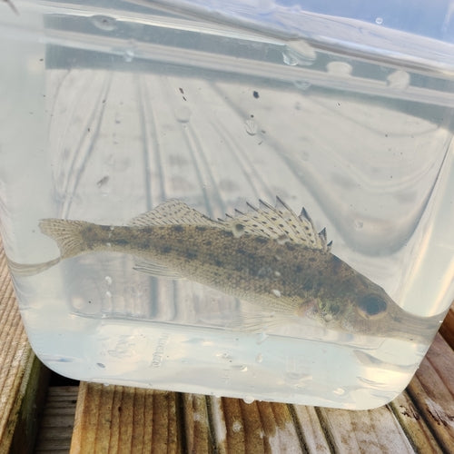 Pesce combattente — Bild 1