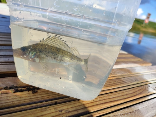 Pesce combattente — Bild 2