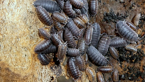 woodlice — Bild 4