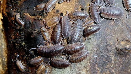 woodlice — Bild 3