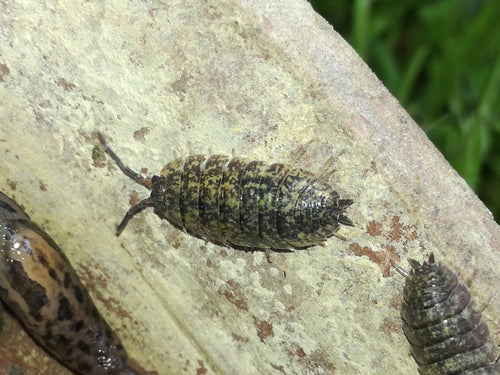 woodlice — Bild 2