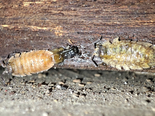 woodlice — Bild 5