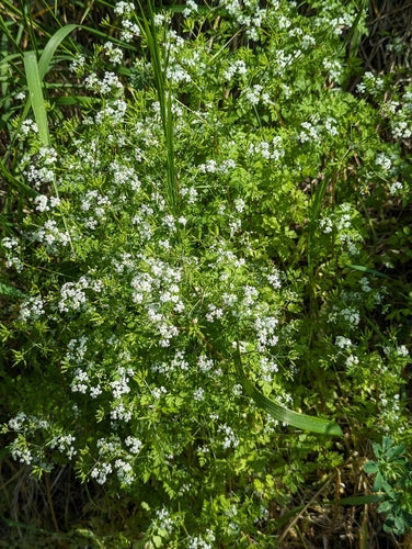cerfoglio — Bild 1