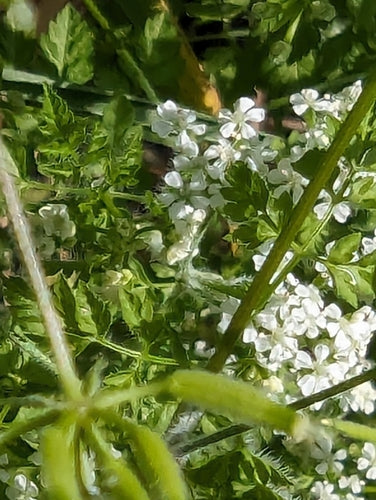 cerfoglio — foto 2 di 8
