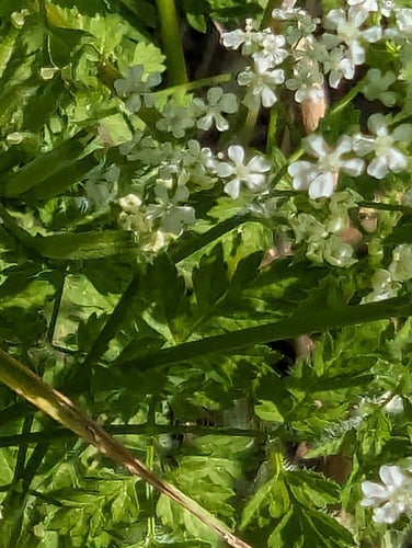 cerfoglio — foto 1 di 8