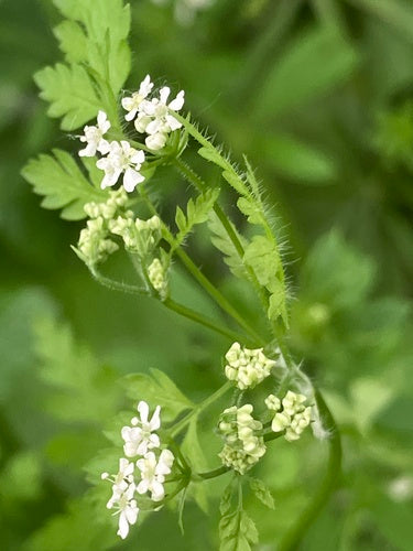 cerfoglio — Bild 5