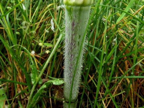 Rapa di cerfoglio — Bild 2