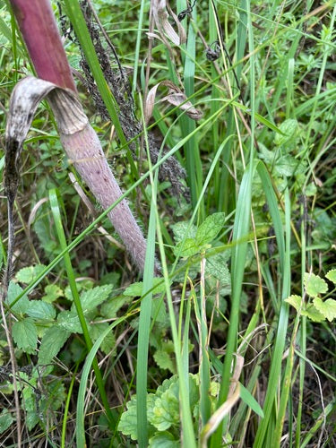 Rapa di cerfoglio — Bild 4