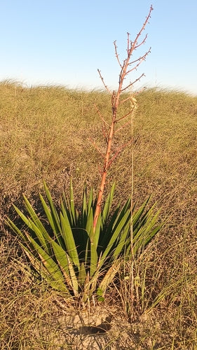 Giglio di palma candela — Bild 4