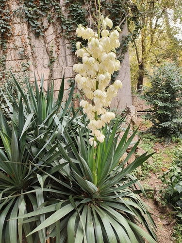 Giglio di palma candela — Bild 5