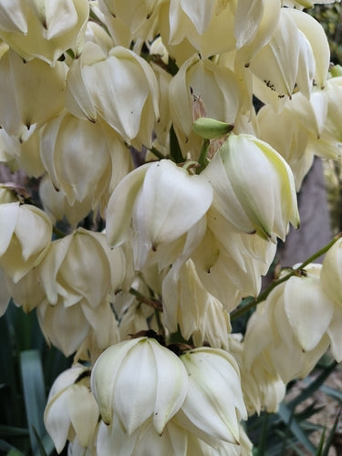 Giglio di palma candela — Bild 5