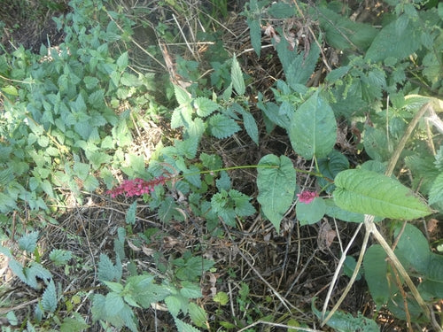 Poligono di candela — Bild 3