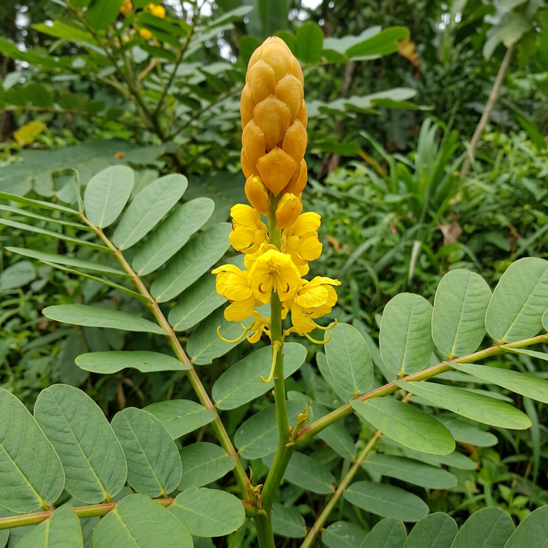 Kerzenstrauch (Senna alata), illustrazione IA
