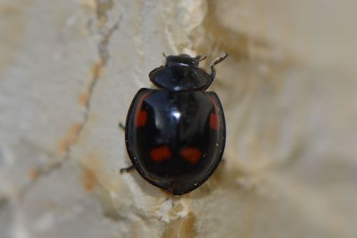Coccinella palla di pino — foto 4 di 9