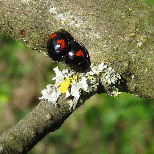 Coccinella palla di pino — foto 5 di 9