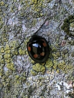 Coccinella palla di pino — foto 2 di 9