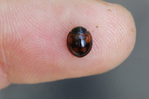 Coccinella palla di pino — foto 3 di 9