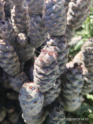 Cactus della pigna — Bild 5