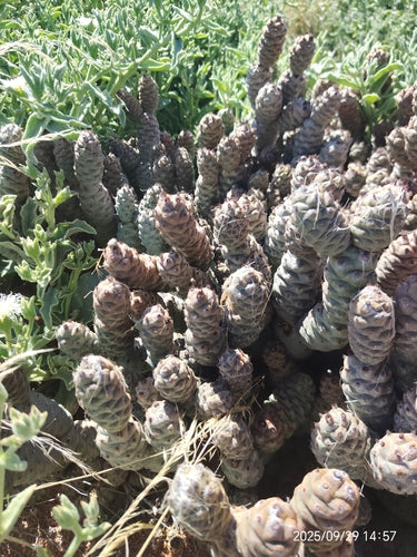 Cactus della pigna — Bild 4