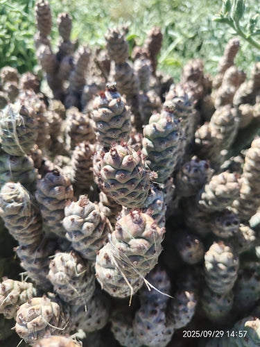 Cactus della pigna — Bild 3