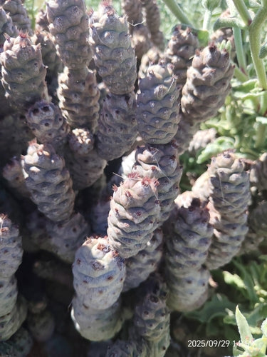 Cactus della pigna — Bild 2