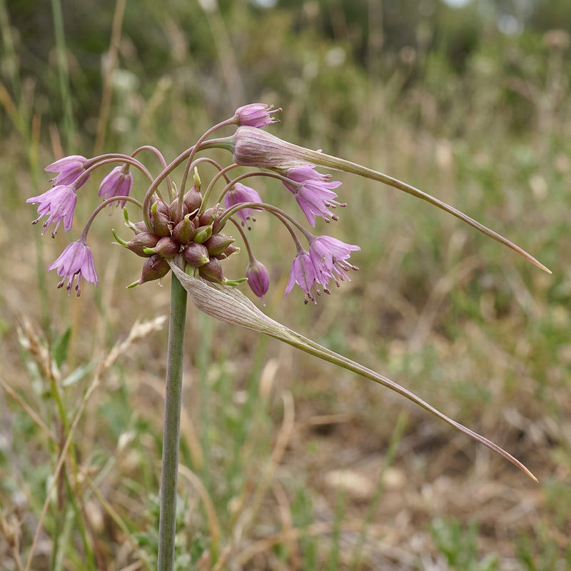Porro di chiglia (Allium carinatum), illustrazione IA