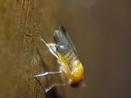Mosca dell'aceto di ciliegia — Bild 1