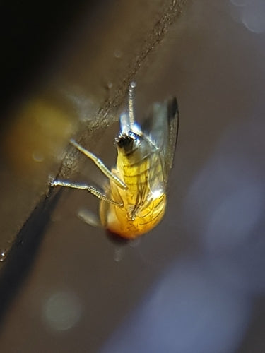 Naturaufnahme - Bild 6