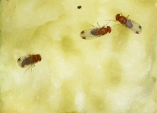 Mosca dell'aceto di ciliegia — Bild 5
