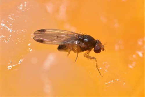 Naturaufnahme - Bild 1