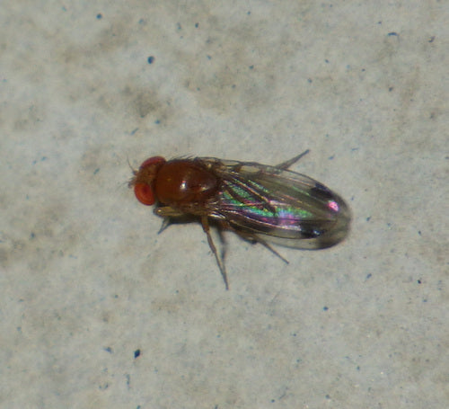 Mosca dell'aceto di ciliegia — foto 3 di 51
