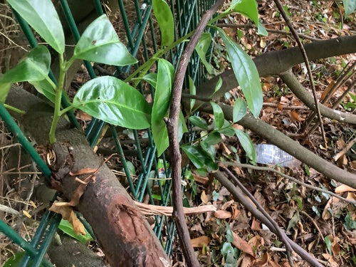 Alloro ciliegino — Bild 2